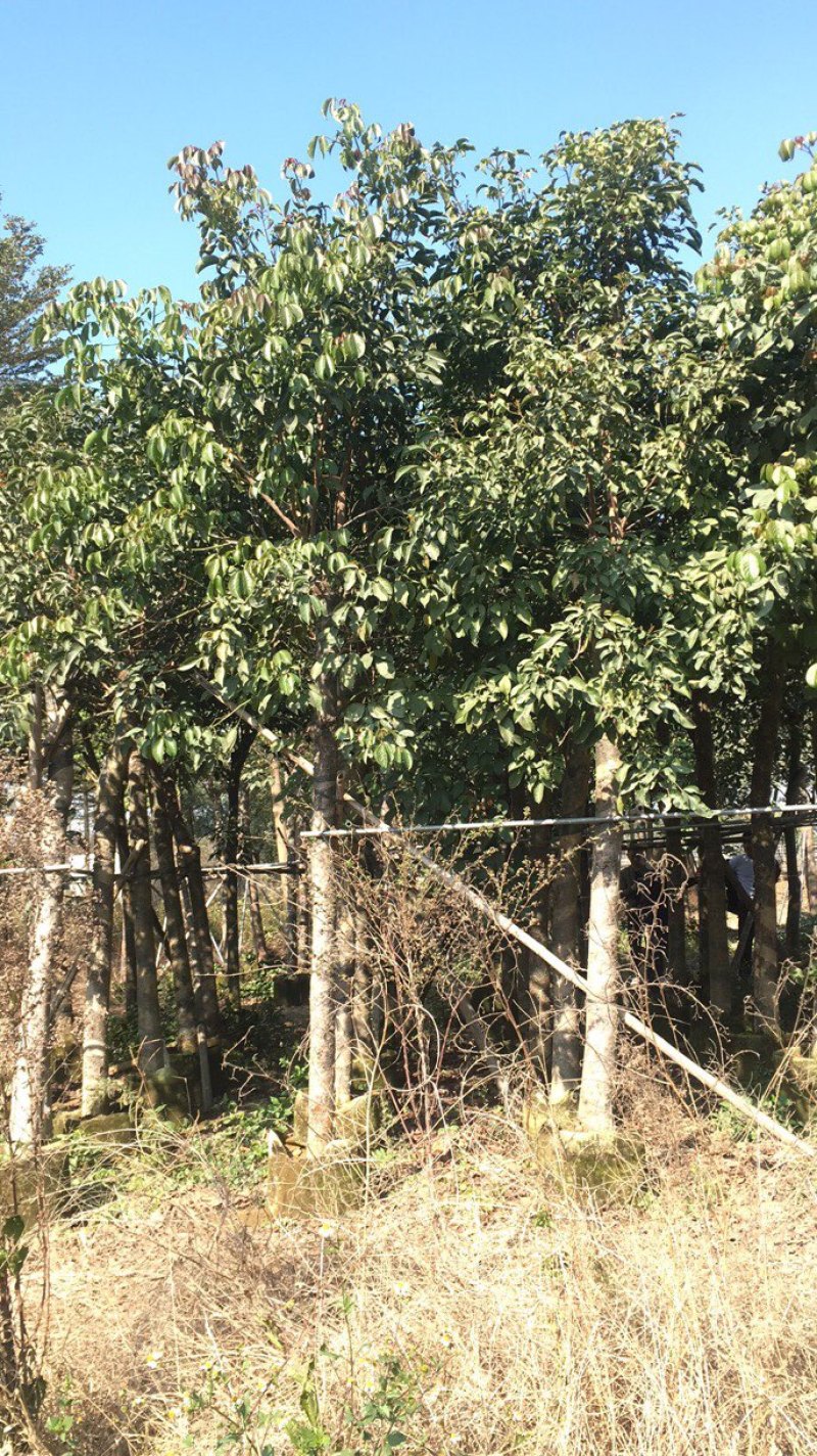 秋枫：价钱有优势，先到先得呢！