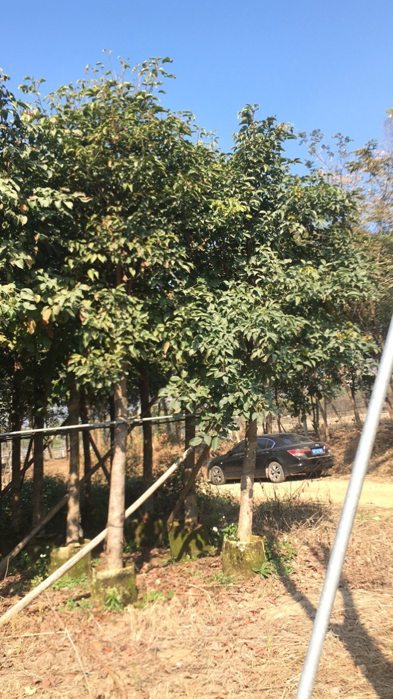 秋枫：价钱有优势，先到先得呢！