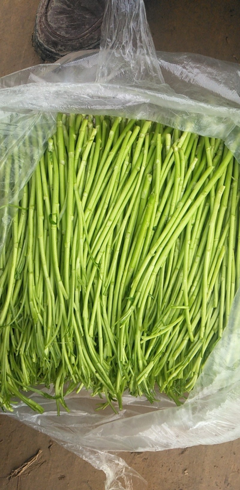 清芦蒿，精品黎蒿。安徽黎蒿。精品芦蒿，已大量上市