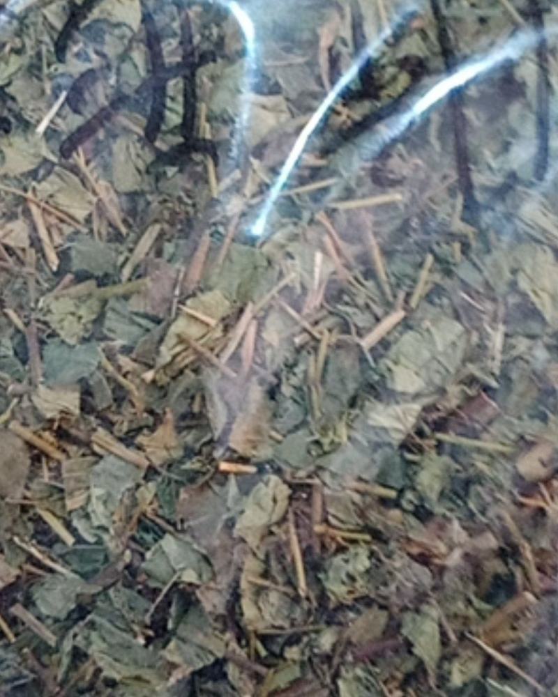 肺形草，常年批发供应冷背中药材，肺形草，正品