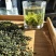 供应白茶银针白茶富硒茶白茶恩施硒都白茶春茶