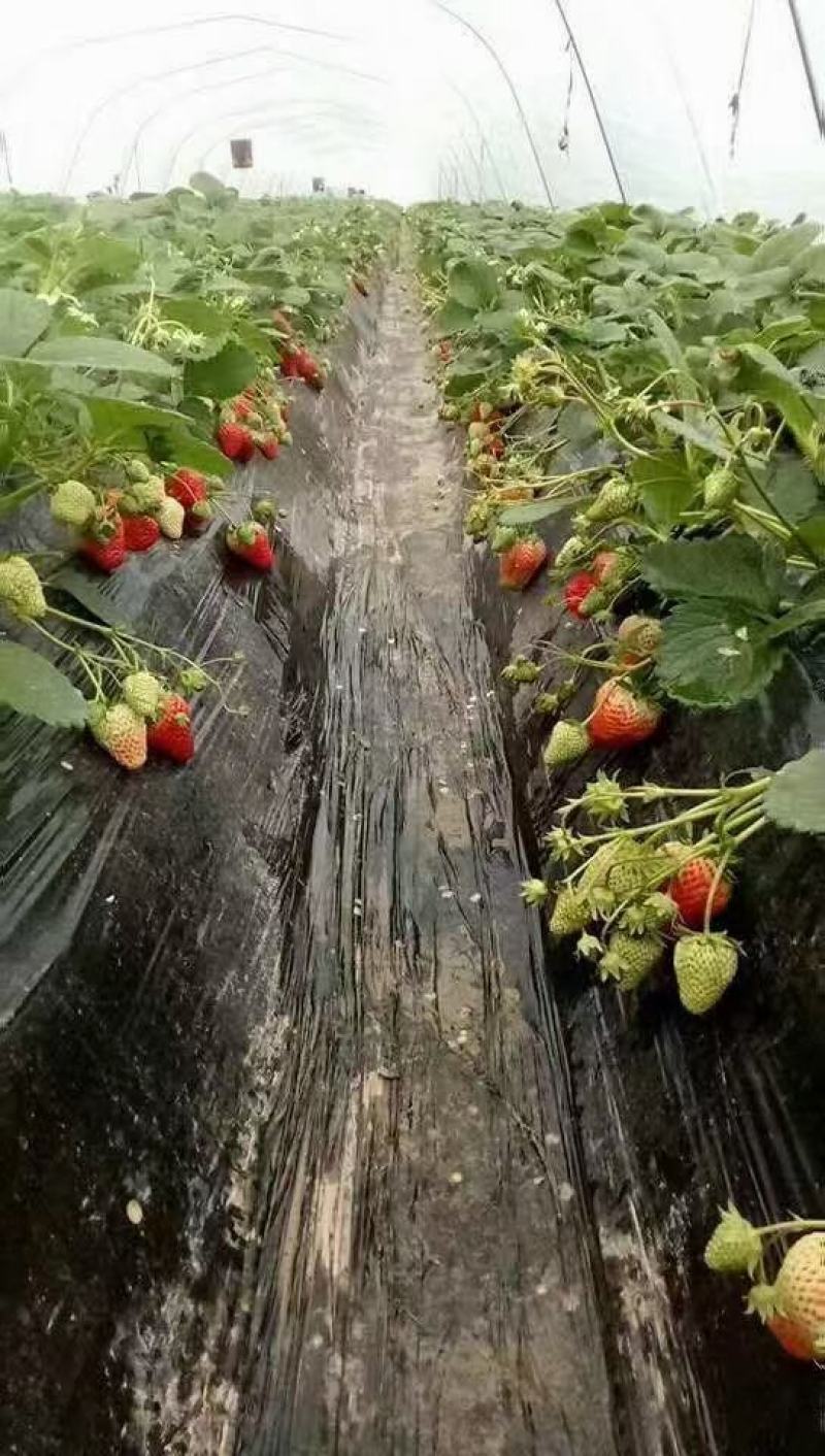 【现场采摘】菏泽市草莓基地，草莓大量供应，承接电商超市市场