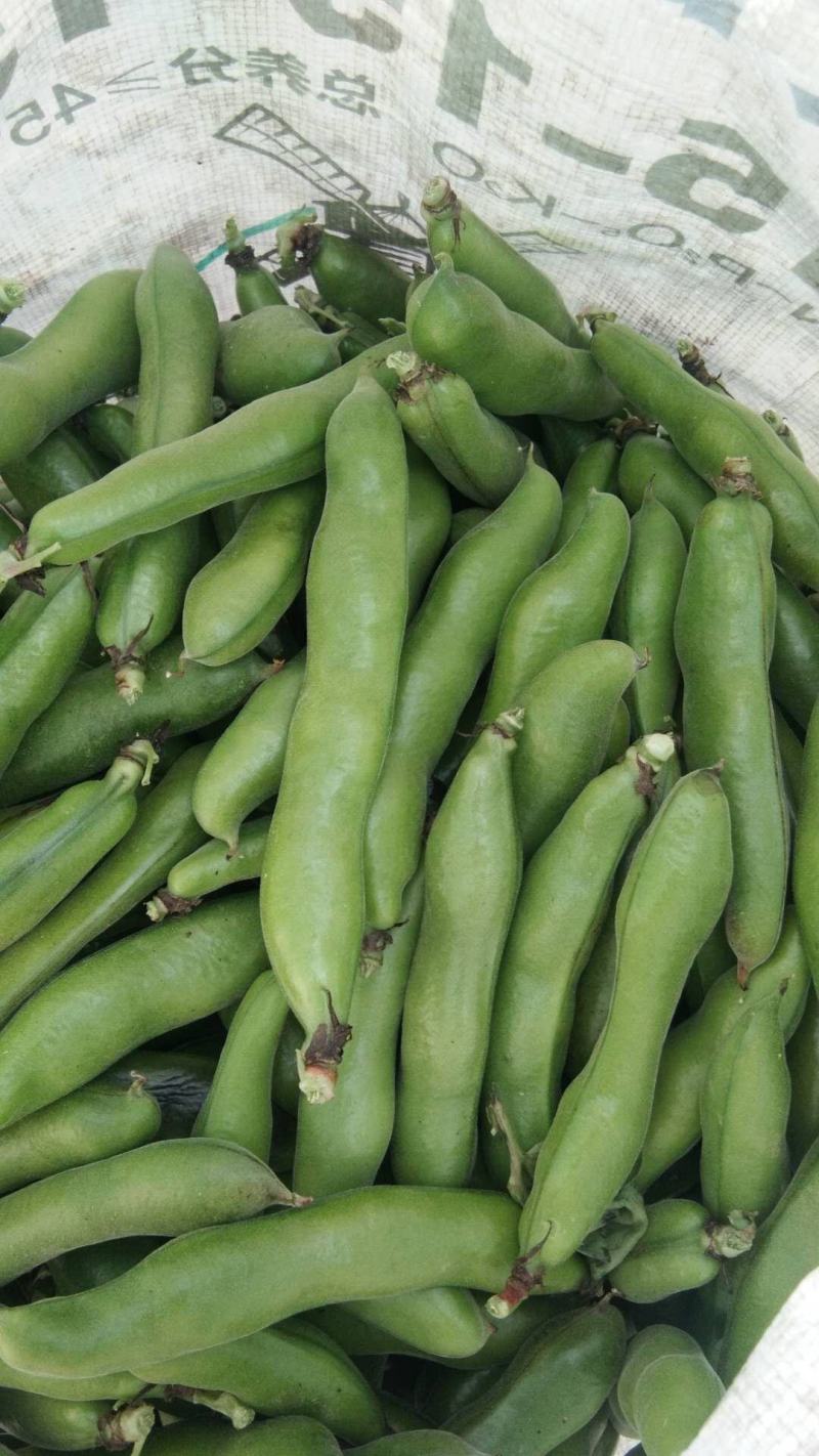 蚕豆云南绿皮蚕豆绿心蚕豆白皮蚕豆胡豆大量上市场地直供可