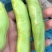 蚕豆云南绿皮蚕豆绿心蚕豆白皮蚕豆胡豆大量上市场地直供可