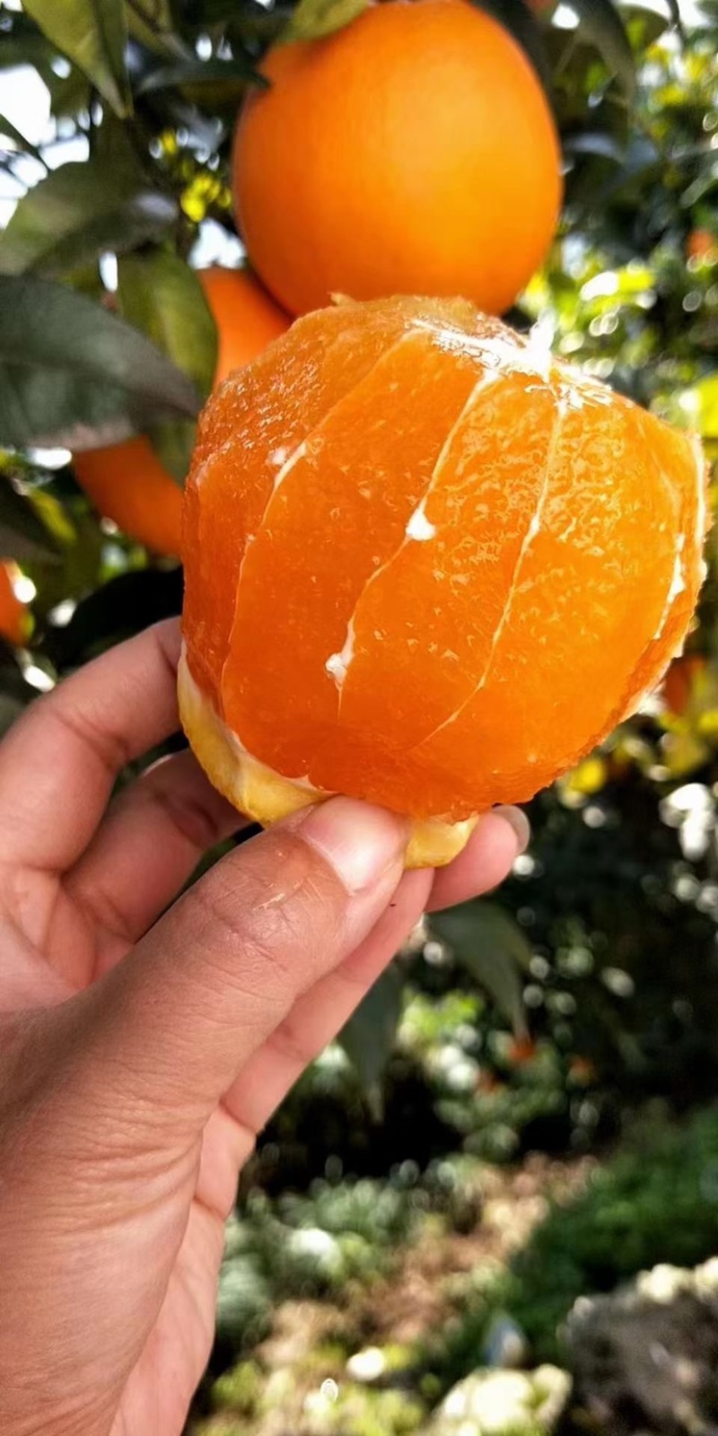 湖北秭归脐橙伦晚脐橙入口化渣含糖量高产地直销