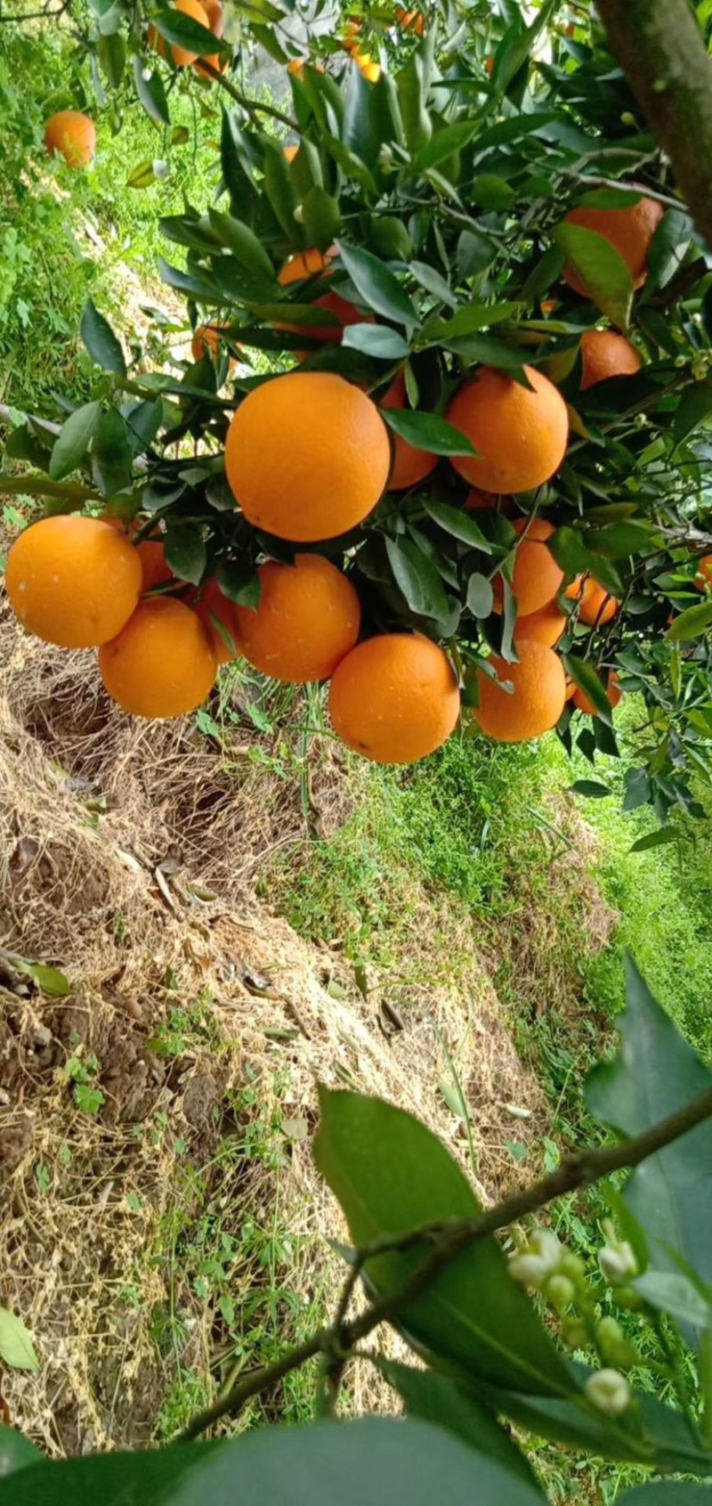 湖北秭归脐橙伦晚脐橙入口化渣含糖量高产地直销