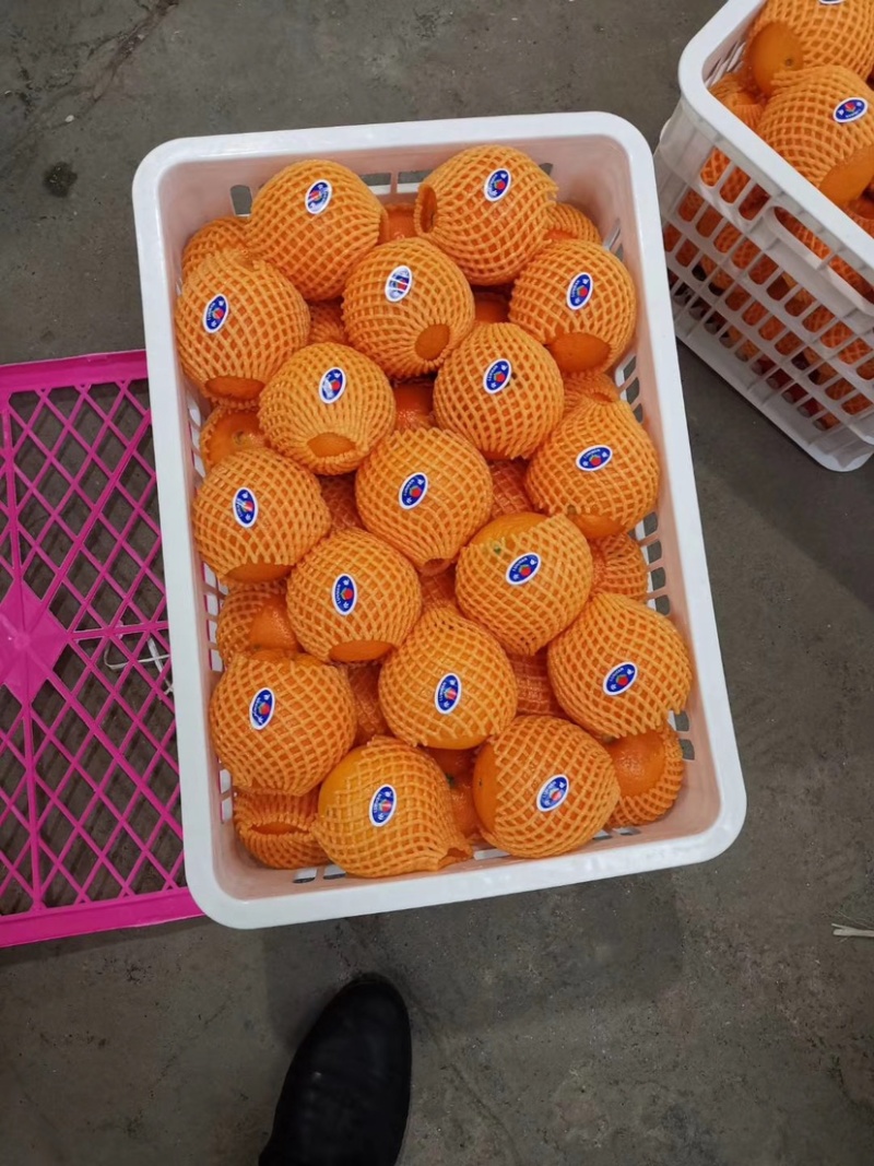 湖北秭归脐橙伦晚脐橙入口化渣含糖量高产地直销
