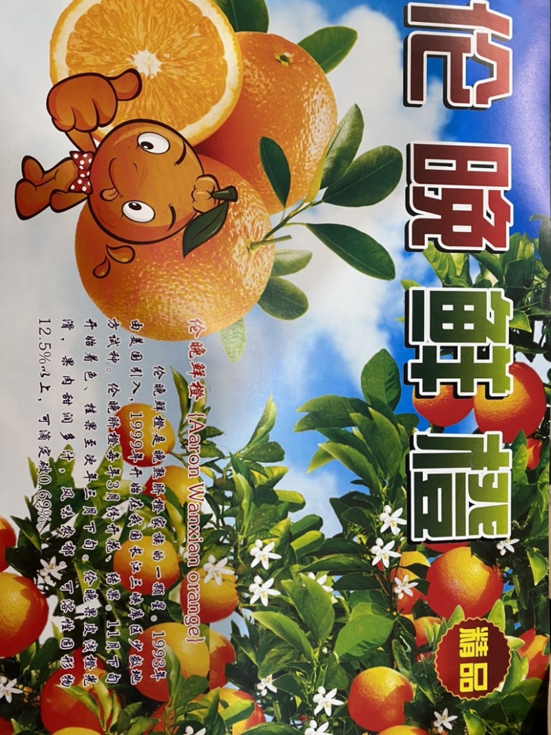 湖北秭归脐橙伦晚脐橙入口化渣含糖量高产地直销