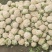优质花菜，花色乳白，平均2~3斤，诚信合作，代发全国