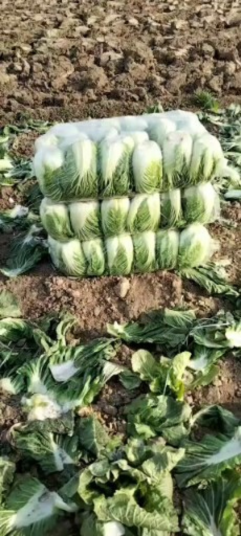 黄心大白菜一条龙服务