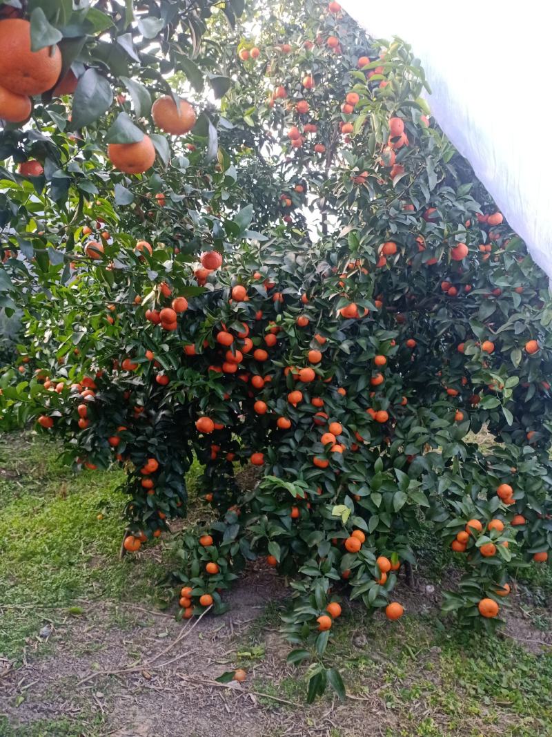 广西桂林全州沙糖桔(优质砂糖橘)大量上市小李代办
