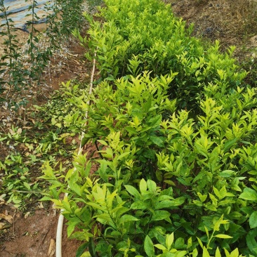 嫁接新会柑苗茶枝柑苗陈皮柑苗30~50cm