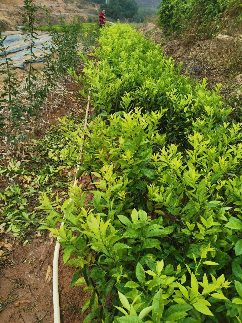 嫁接新会柑苗茶枝柑苗陈皮柑苗30~50cm