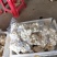 马蹄正宗荔浦马蹄荸荠清甜爽口欢迎各位老板加单