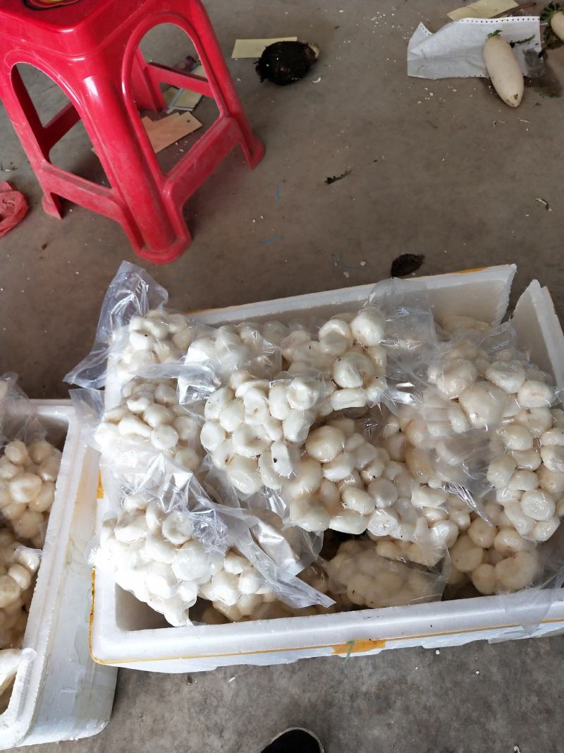 马蹄正宗荔浦马蹄荸荠清甜爽口欢迎各位老板加单
