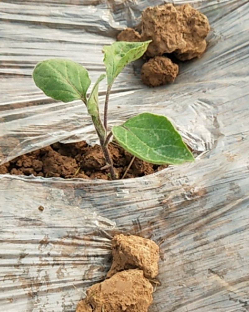 墨茄穴盘苗散苗，基地直供柔软度硬度亮度质量好，物美价廉，