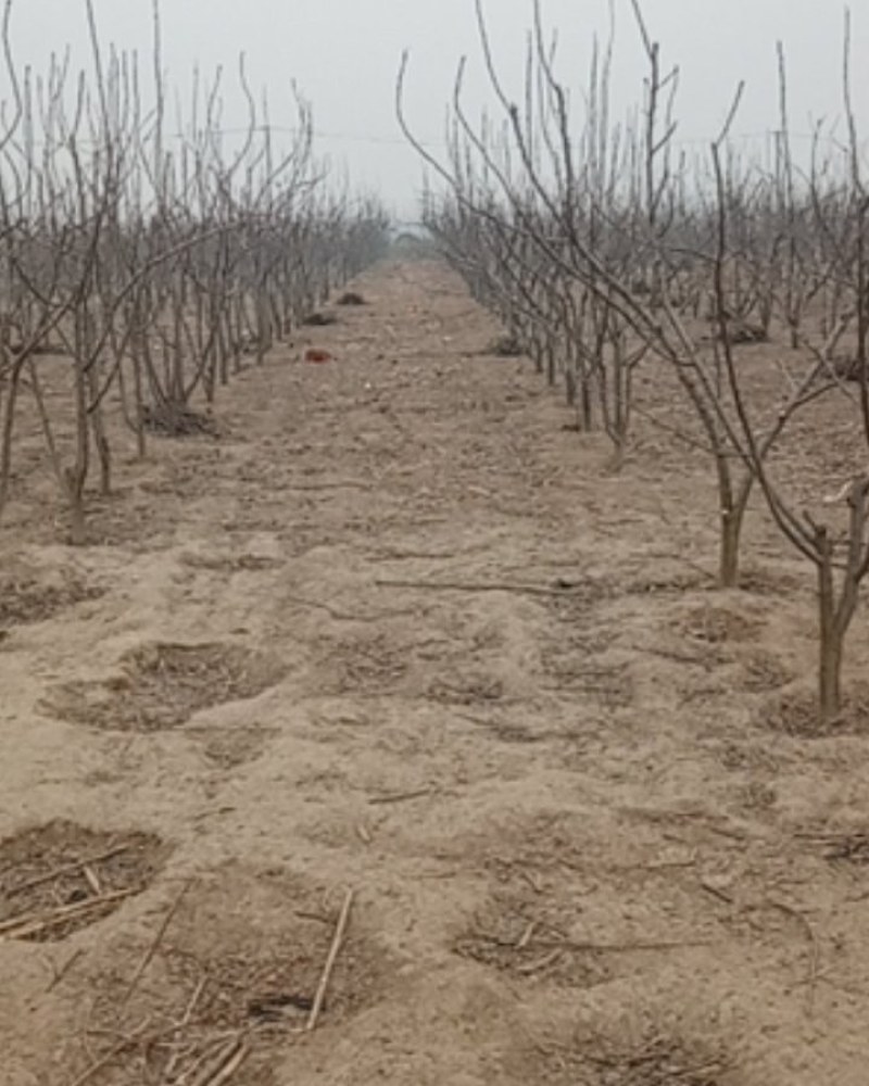 秋月梨四年大苗出售中