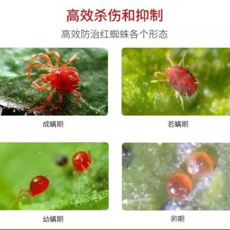 50%苯丁锡悬浮剂果树柑橘等果树红、白、锈蜘蛛虫卵兼杀高