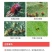 50%苯丁锡悬浮剂果树柑橘等果树红、白、锈蜘蛛虫卵兼杀高