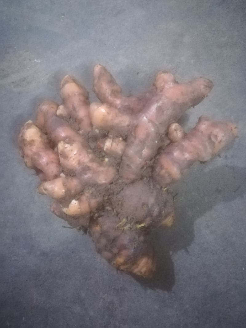 新鲜姜黄，上品德惠，欢迎购买。