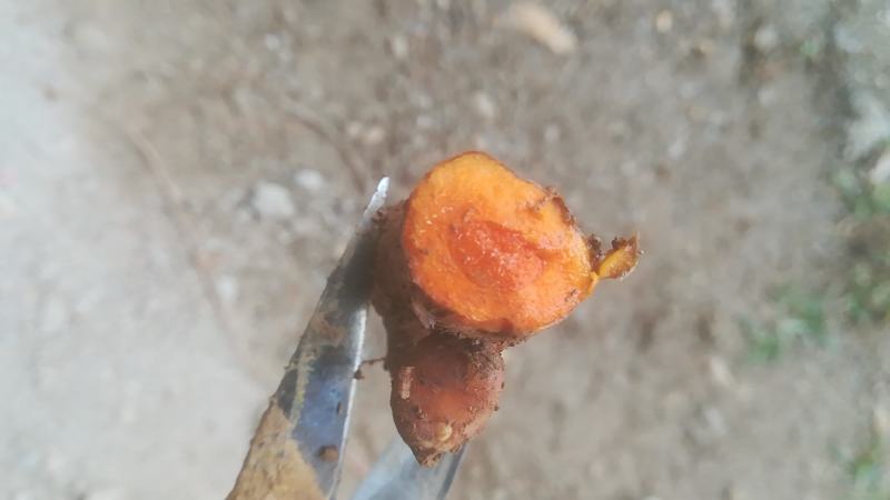 新鲜姜黄，上品德惠，欢迎购买。