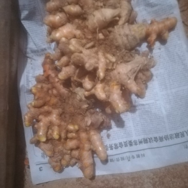 新鲜姜黄，上品德惠，欢迎购买。