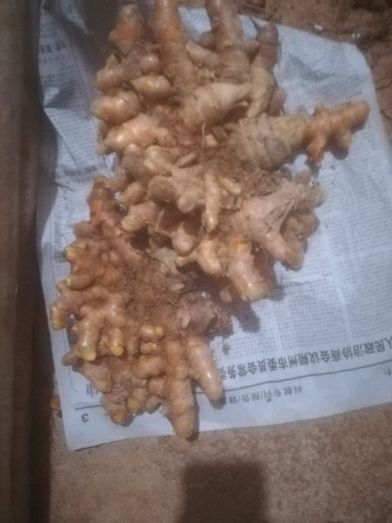 新鲜姜黄，上品德惠，欢迎购买。