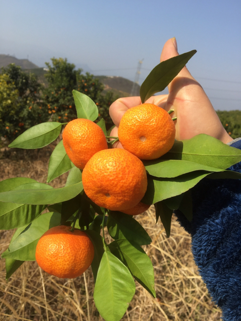 沙糖桔