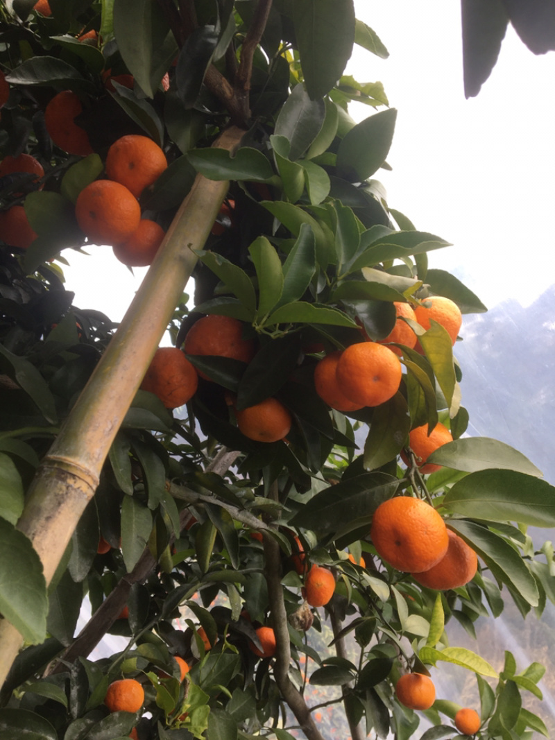 沙糖桔