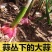 专业一件代发，可接急单对接各大平台，运营主播