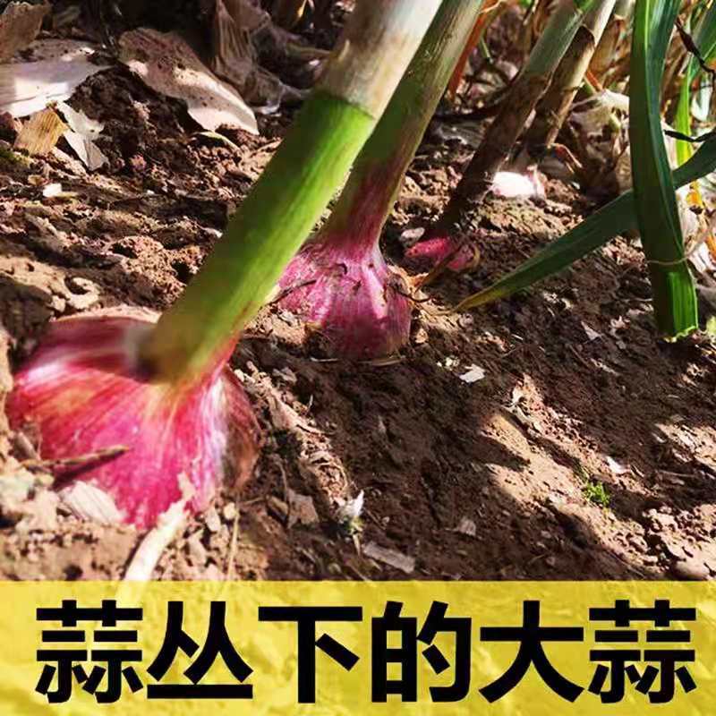 专业一件代发，可接急单对接各大平台，运营主播