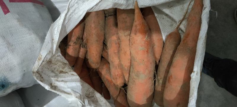 精品胡萝卜欢迎预定合作共赢