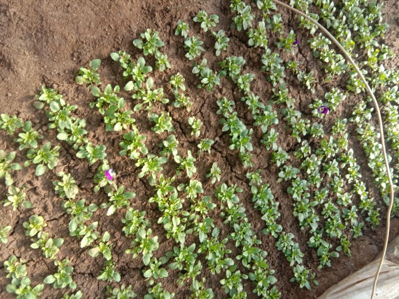 角谨花，酸模叶，孔雀草，