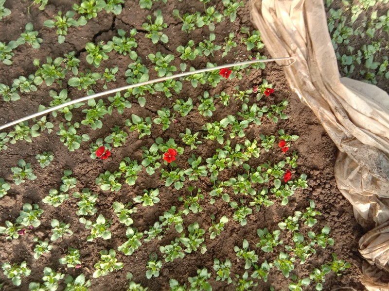 角谨花，酸模叶，孔雀草，