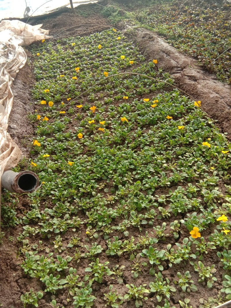 角谨花，酸模叶，孔雀草，