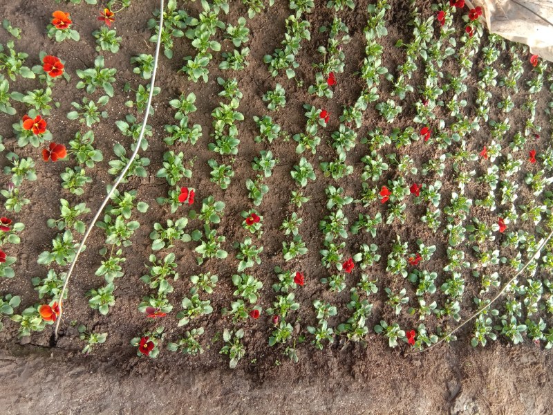 角谨花，酸模叶，孔雀草，