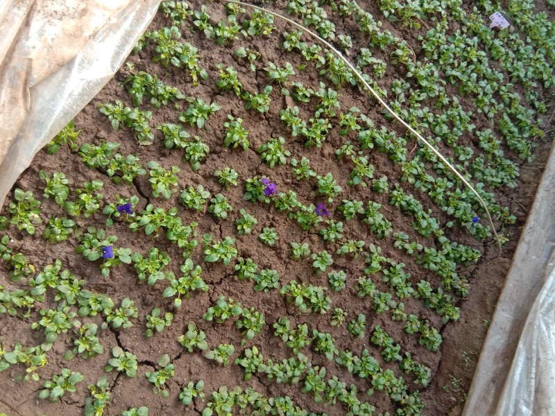 角谨花，酸模叶，孔雀草，