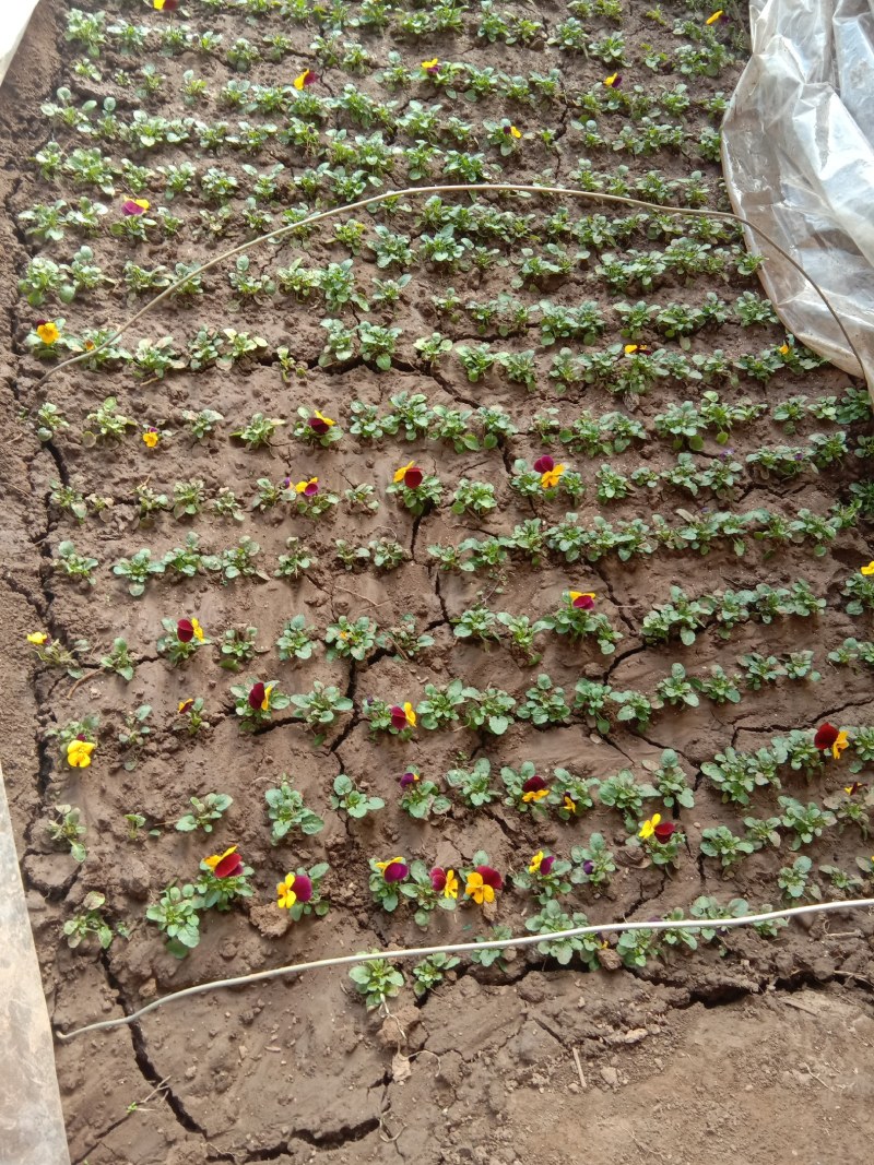 角谨花，酸模叶，孔雀草，