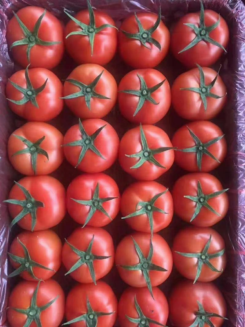 邯郸本地硬粉西红柿保质保量，价格便宜，交通运输方便