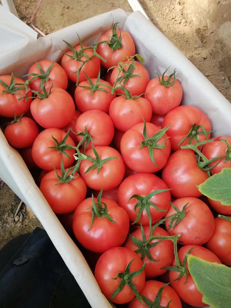 邯郸本地硬粉西红柿保质保量，价格便宜，交通运输方便
