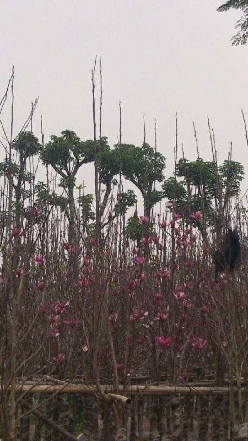 精品紫玉兰玉堂春高档小区别墅行道树春天开花(有便宜货)
