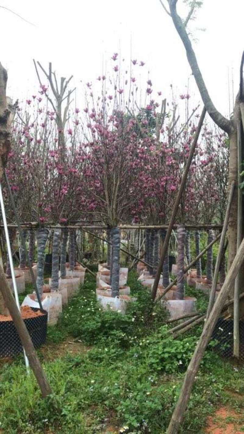 精品紫玉兰玉堂春高档小区别墅行道树春天开花(有便宜货)