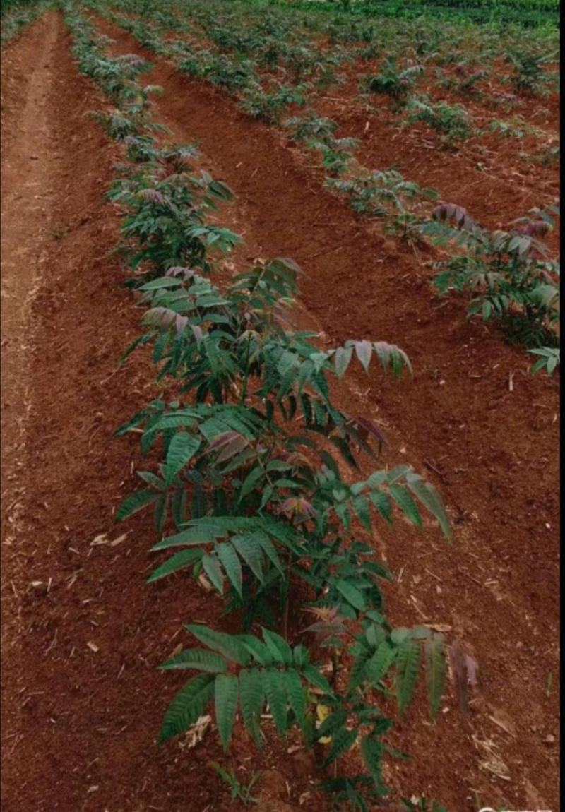 贵州丶红油香椿苗