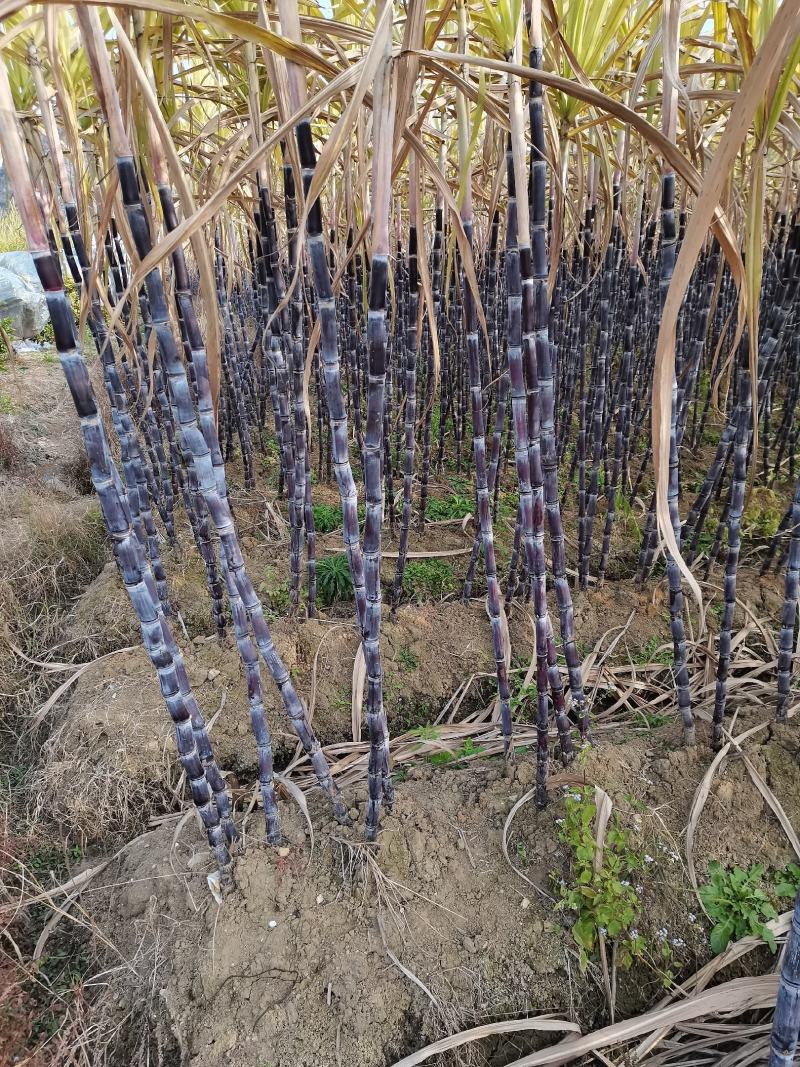 广西黑皮甘蔗基地直销，口感软汁多味甜，质优价廉。