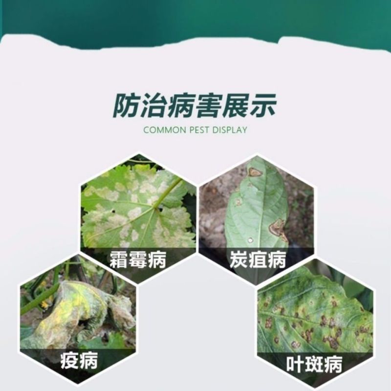 盈辉祺泰吡唑代森联瓜果霜霉病疫病炭疽病早疫晚叶