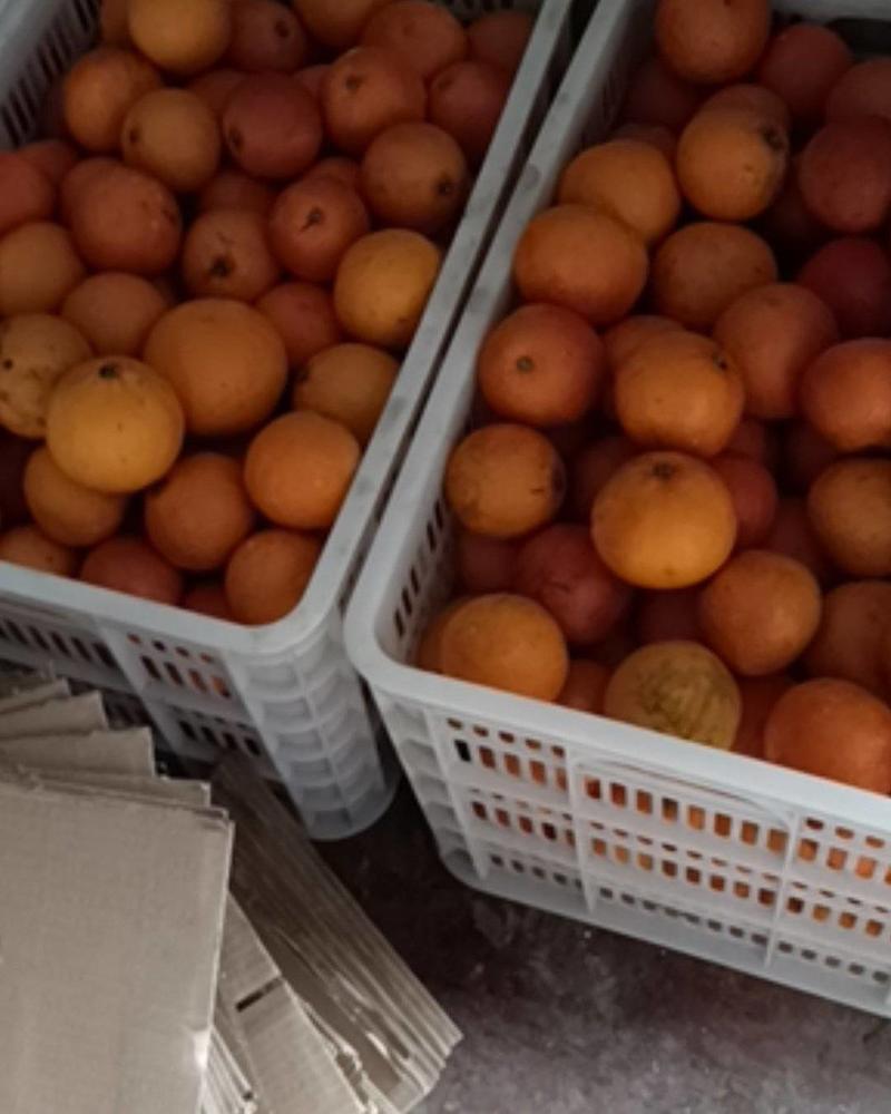 重庆血橙，血橙中的贵族，持续发货中欢迎咨询下单