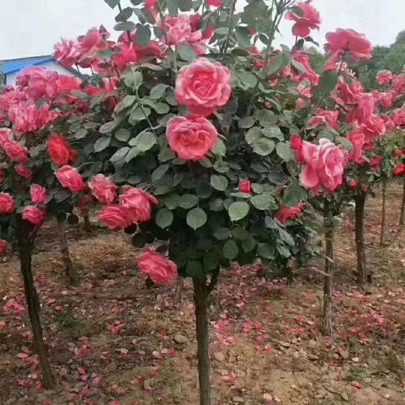 树状月季，高杆月季，基地直销，无中介，量大更优惠