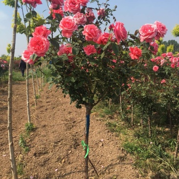 树状月季，高杆月季，基地直销，无中介，量大更优惠
