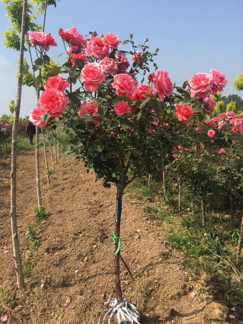 树状月季，高杆月季，基地直销，无中介，量大更优惠