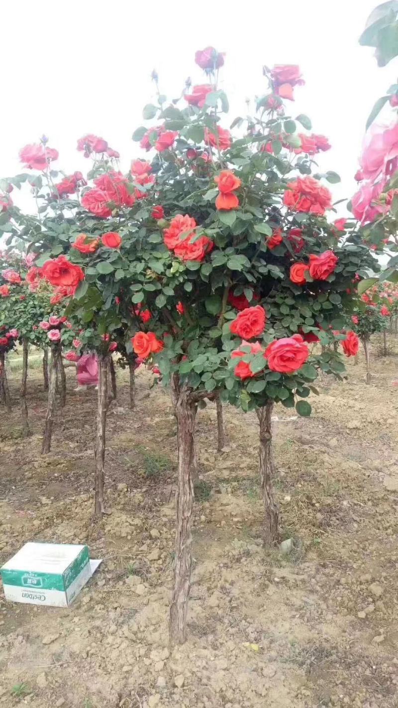 树状月季，高杆月季，基地直销，无中介，量大更优惠